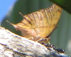 Polyura zoolina