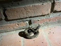 Bothrops