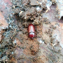 Uloma culinaris