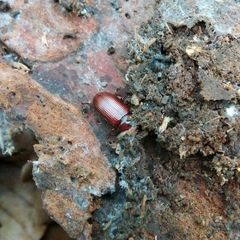 Uloma culinaris