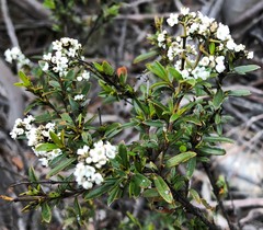 Logania linifolia