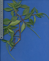 Peperomia versicolor