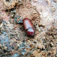 Uloma culinaris