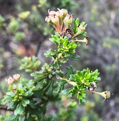 Pomaderris obcordata