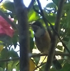 Acanthorhynchus tenuirostris