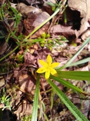 Hypoxis decumbens