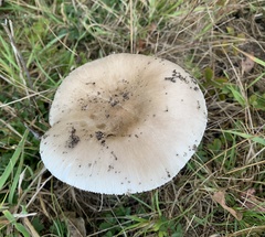Russula modesta