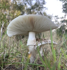 Russula modesta