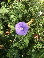 Convolvulus sabatius mauritanicus