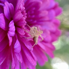 Oxyopes punctatus