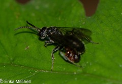Myrmosa unicolor