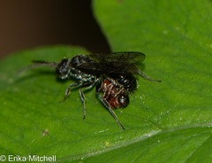 Myrmosa unicolor