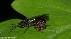 Myrmosa unicolor
