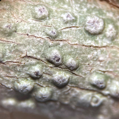 Pertusaria alpina
