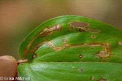 Liriomyza smilacinae