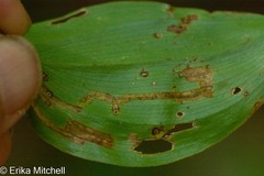 Liriomyza smilacinae