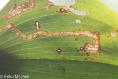 Liriomyza smilacinae