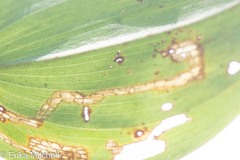 Liriomyza smilacinae