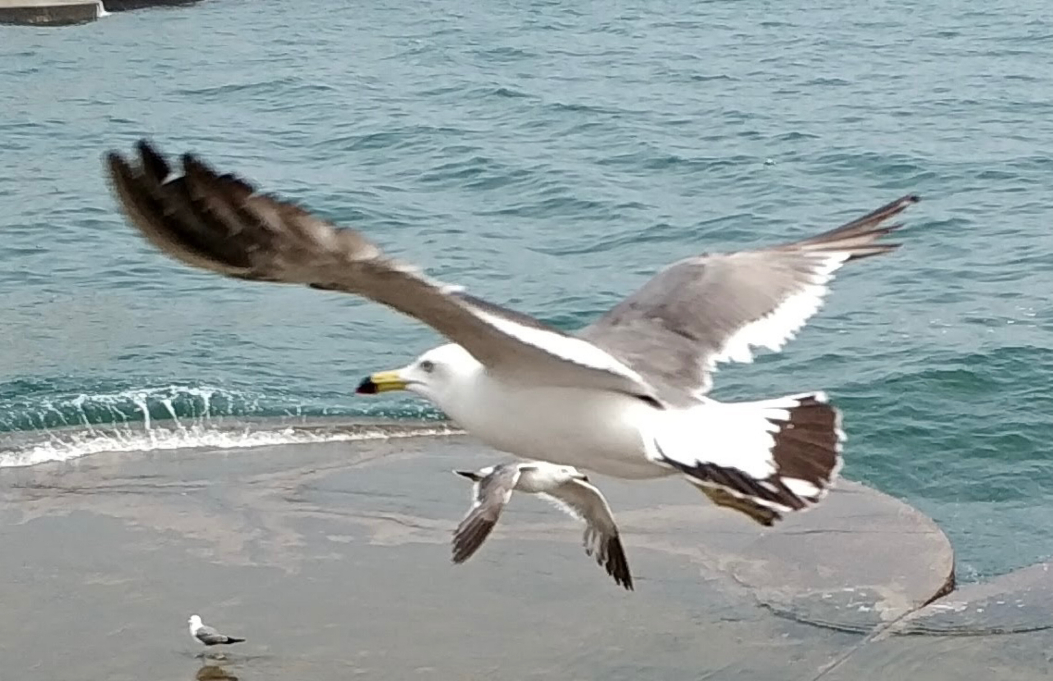 Black-tailed Gull