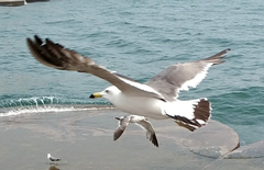 Larus crassirostris