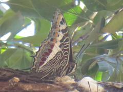 Charaxes castor flavifasciatus