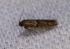 Blastobasis tanyptera