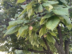 Prunus mexicana