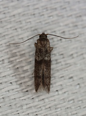 Blastobasis tanyptera