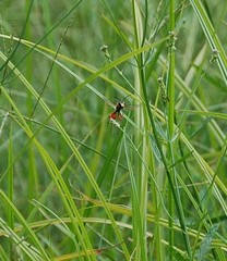 Sphex dorsalis