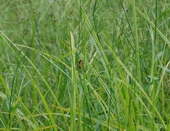Sphex dorsalis