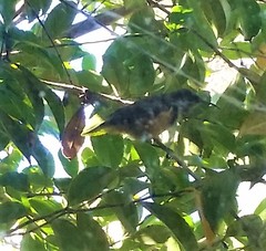 Acanthorhynchus tenuirostris