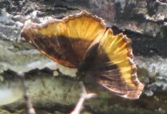 Eurytela dryope angulata