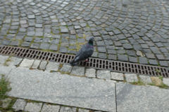 Columba livia domestica