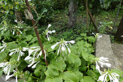 Hosta plantaginea