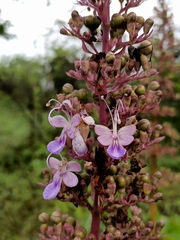Rotheca