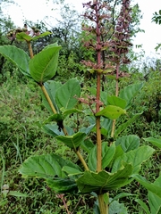 Rotheca