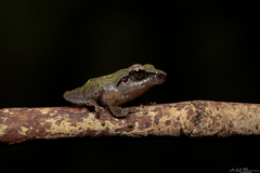 Pseudophilautus amboli
