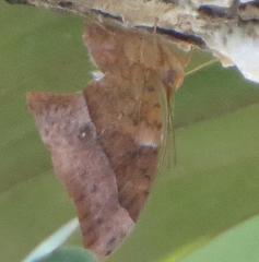 Charaxes varanes varanes