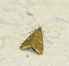 Loxostege munroealis