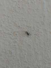 Orthoptera