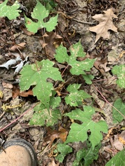 Vitis palmata