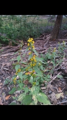 Solidago