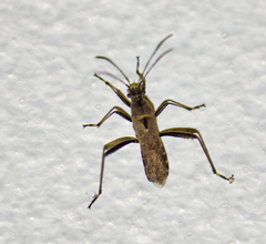 Alydus conspersus