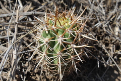 Trichocereus chiloensis chiloensis