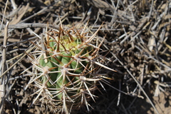Trichocereus chiloensis chiloensis