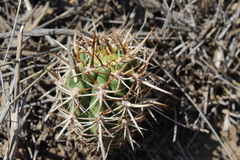 Trichocereus chiloensis chiloensis