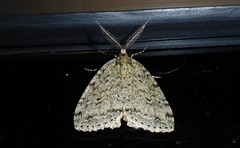 Pseudocoremia rudisata