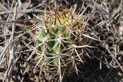 Trichocereus chiloensis chiloensis