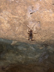 Ceuthophilus maculatus