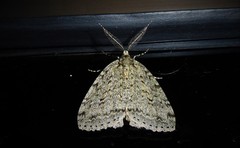 Pseudocoremia rudisata